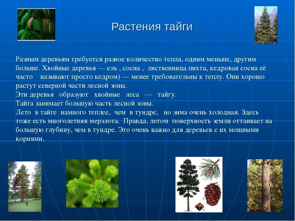 Эта природная зона занимает более половины территории