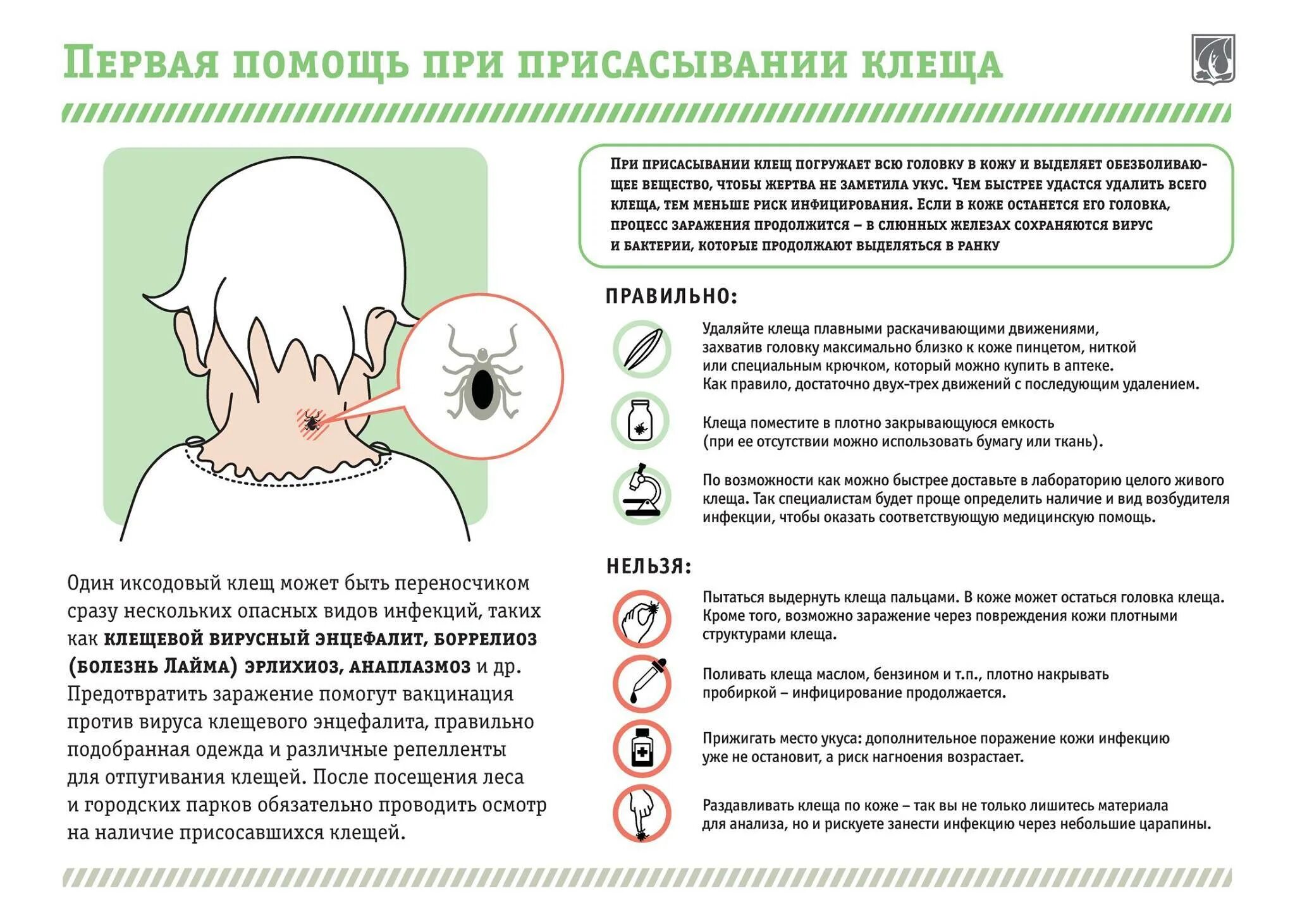 Алгоритм при укусе клеща. Оказание первой помощи при укусе клеща. оказание вой помощи при укусе клеща. памятка первая помощь при укусе клеща. первая медицинская помощь при укусе клеща.
