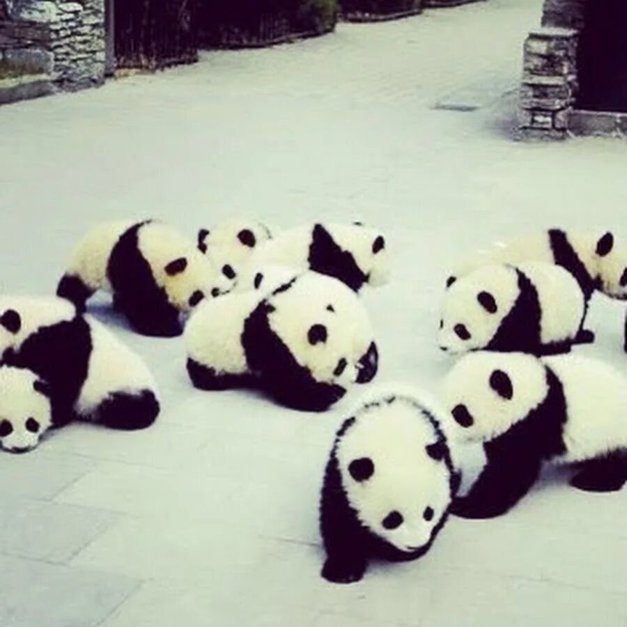 Большая панда бамбуковый медведь. Где живет пандочка 666. Где живет пандочка 666. Где живут панды. Где живет пандочка 666.