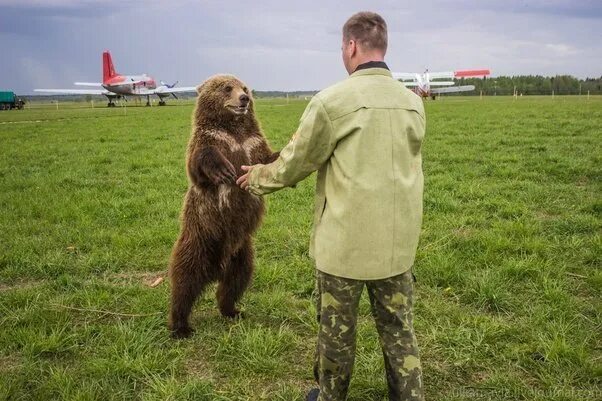 Russian pet. Медведь том. Bears as Pet.