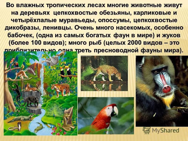 тропический лес животные. какие животные обитают в тропическом лесу. какие животные обитают в тропическом лесу. тропический лес животные. какие животные обитают в тропическом лесу.