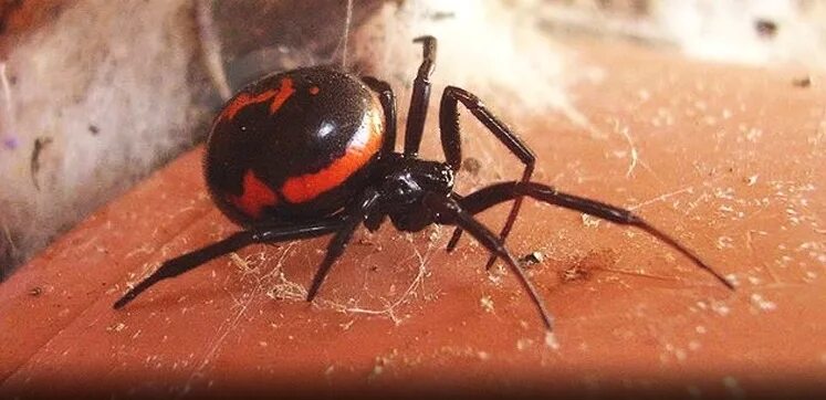 How weird weather is fuelling explosion of venomous false widow spiders whose bi