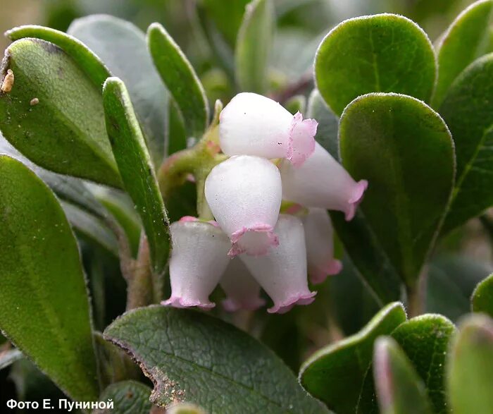 Толокнянка. Толокнянка растение. Медвежья ягода – Arctostaphylos UVA-ursi. Медвежье ушко трава.