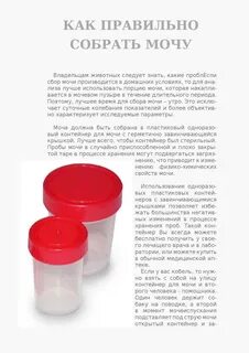 Через сколько можно сдать мочу на анализ