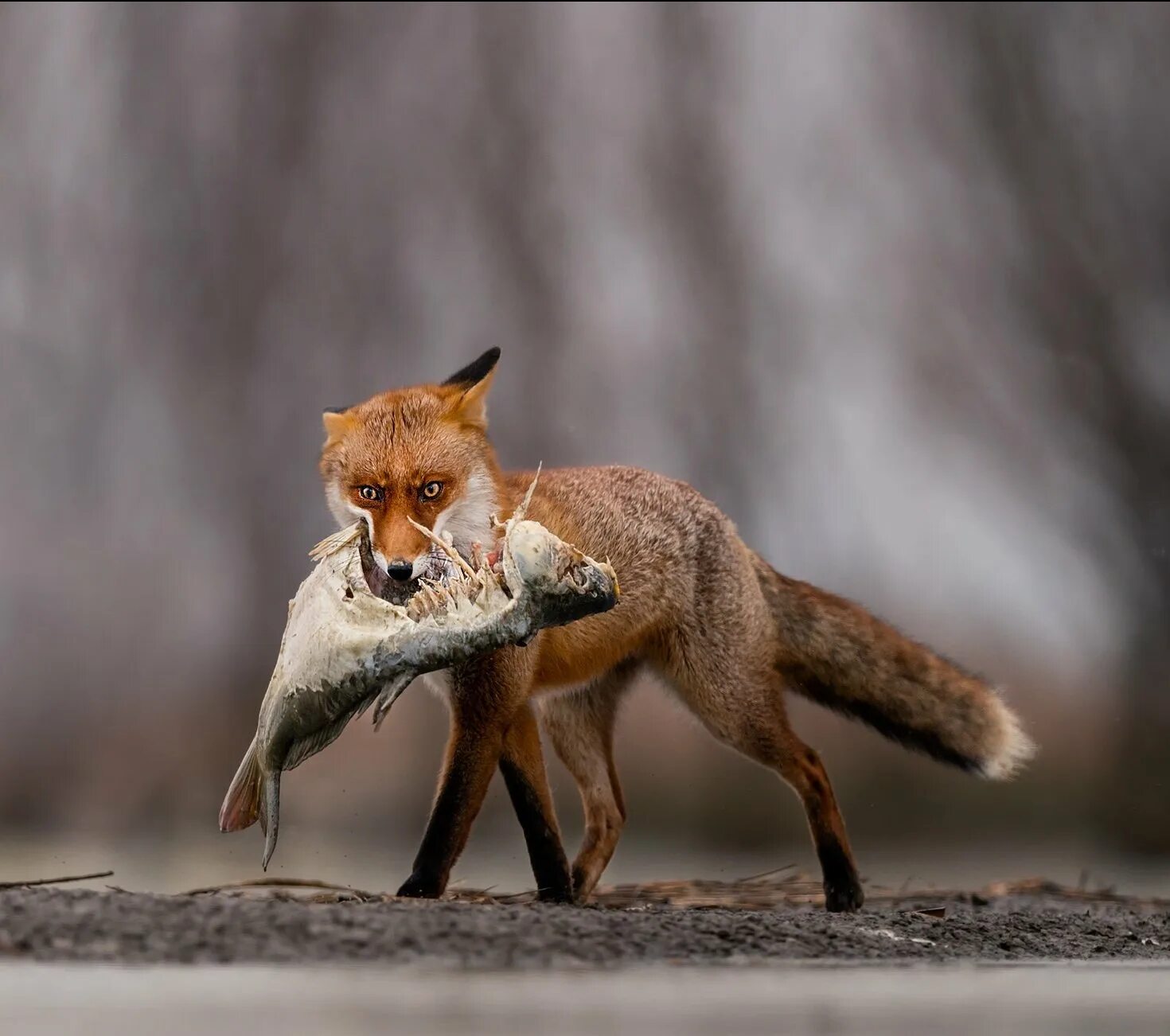 Lisa lovit ribu. Лиса охотится. Лис с добычей. Лиса на рыбалке. Лисица бегает.