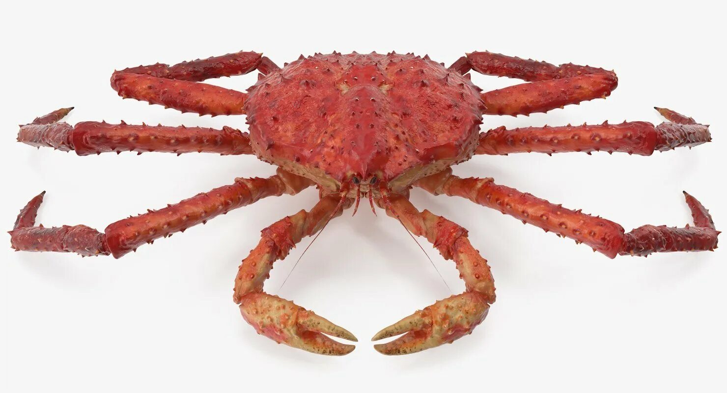 Краб какой вид. Red King Crab. Краб Стригун и Камчатский. Клешни Камчатского краба л5.