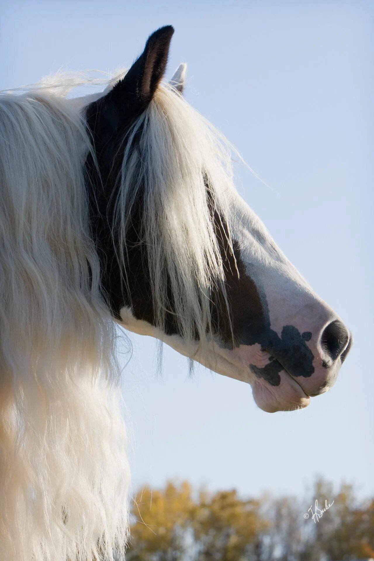 0 horses. Лошадь породы Gypsy Vanner. Пинто лошадь. Лошадь с длинной гривой. Белые лошади с длинной гривой.