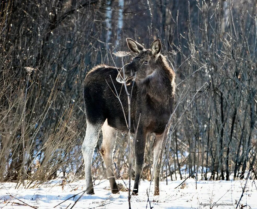 Новости лосей. Аляскинский Лось. Лось (лат. Alces alces). Лось лосиха лосенок. Серый Лось.