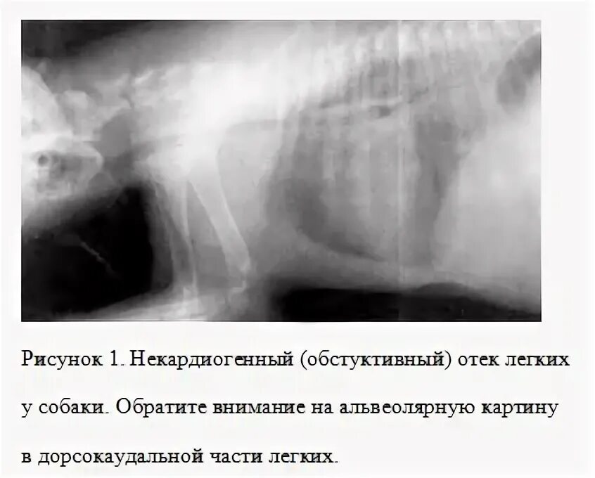 Осложнения заболеваний верхних дыхательных путей у собак и кошек