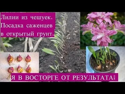 Можно высаживать лилии осенью