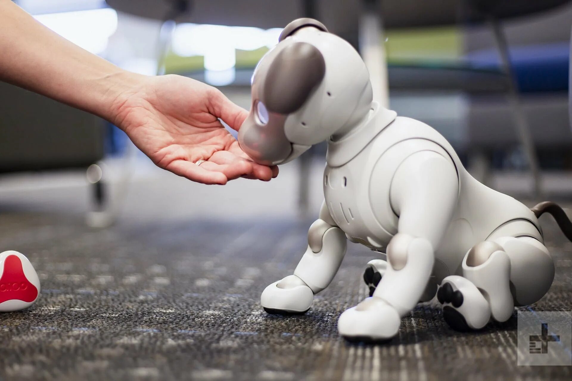 Робот собака смотрит. Робот aibo от sony. sony aibo 2025. aibo 1999. собачка aibo корпорации sony..