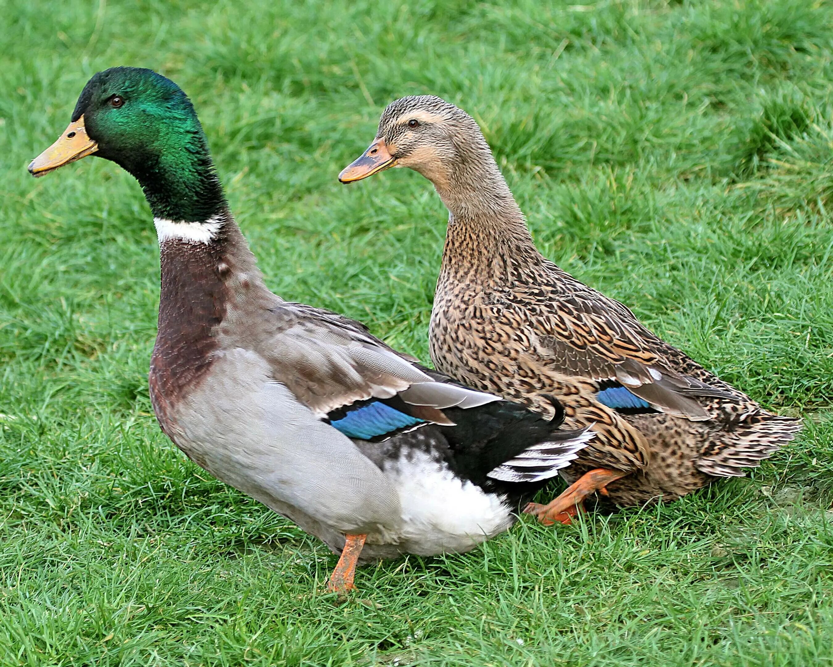 Duck com. Руанская порода уток. Голубая Руанская утка. Хаки-Кемпбелл порода уток. Утки породы кряква.