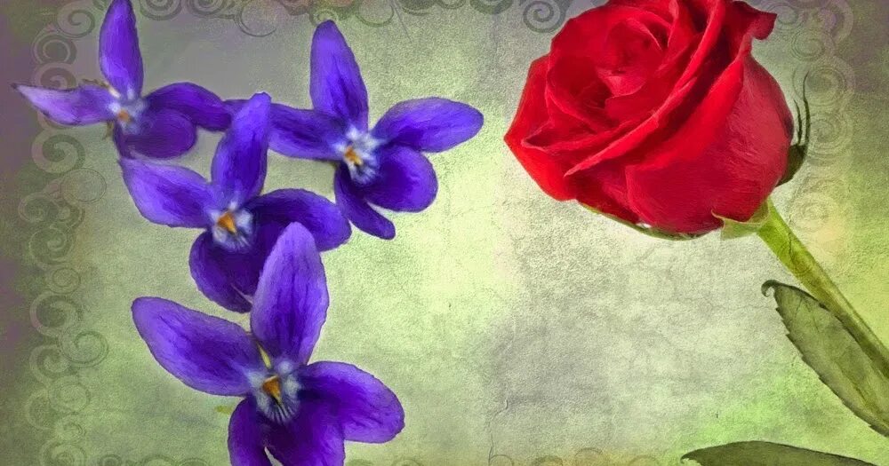 Песню сини фиалки. Розы красные фиалки голубые. Красные розы синие фиалки.
