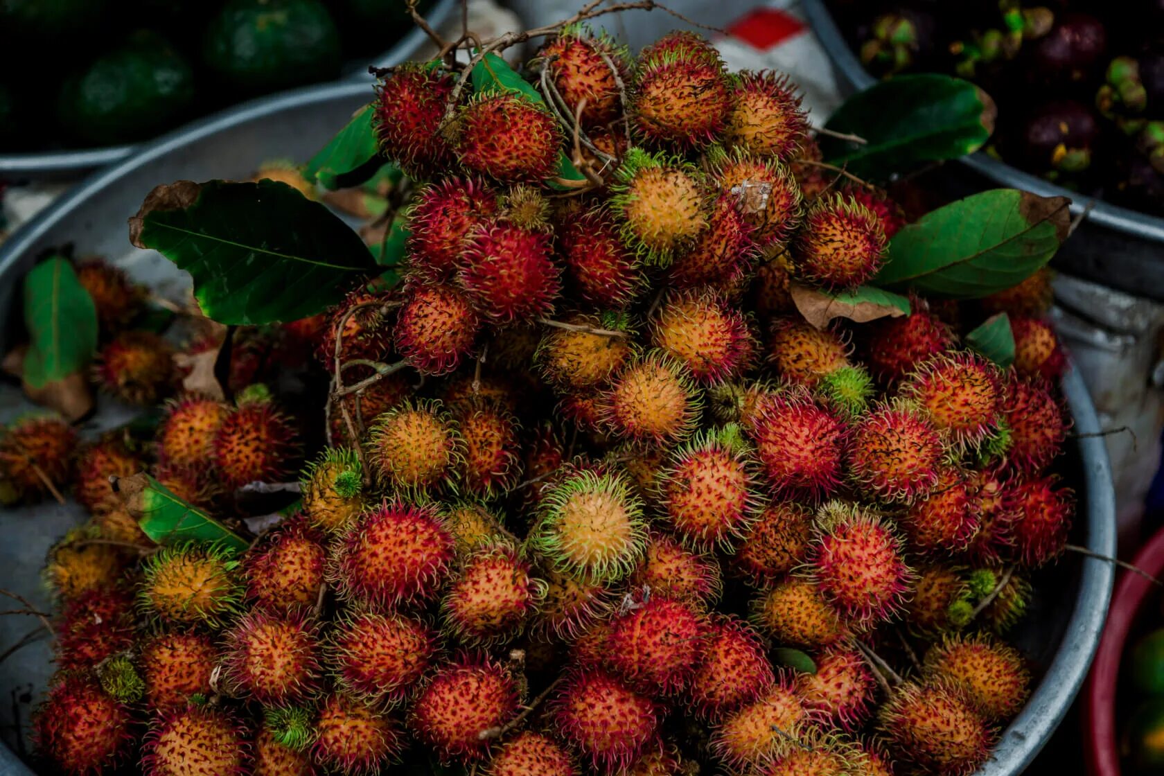 Arbousier, Arbre à fraises Strawberry tree, Arbutus unedo, Fruit seeds