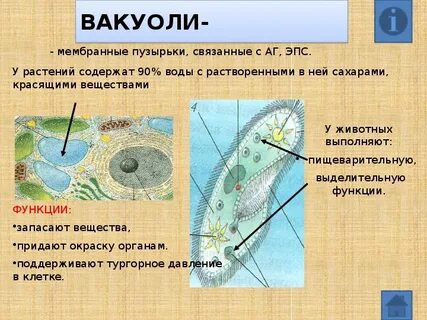 Вакуоли животной клетки