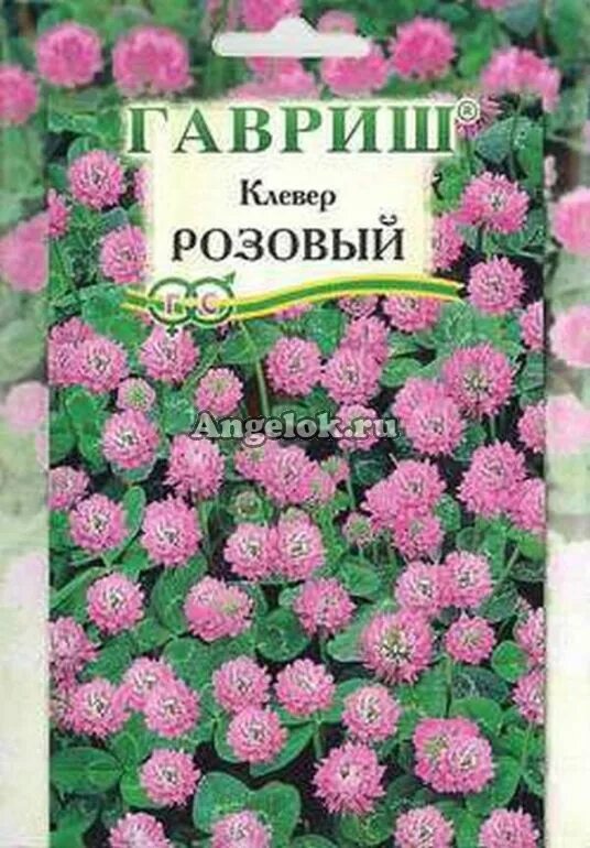 Клевер розовый форма стебля. Клевер гавриш. Норма высева розового клевера. Морфологическая характеристика клевера розового. Морфологическая характеристика клевера розового.