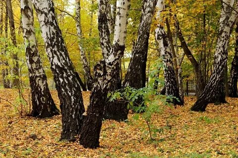 Родные березы