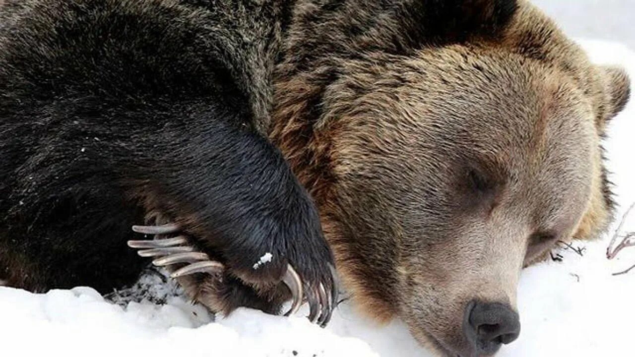Well done bear