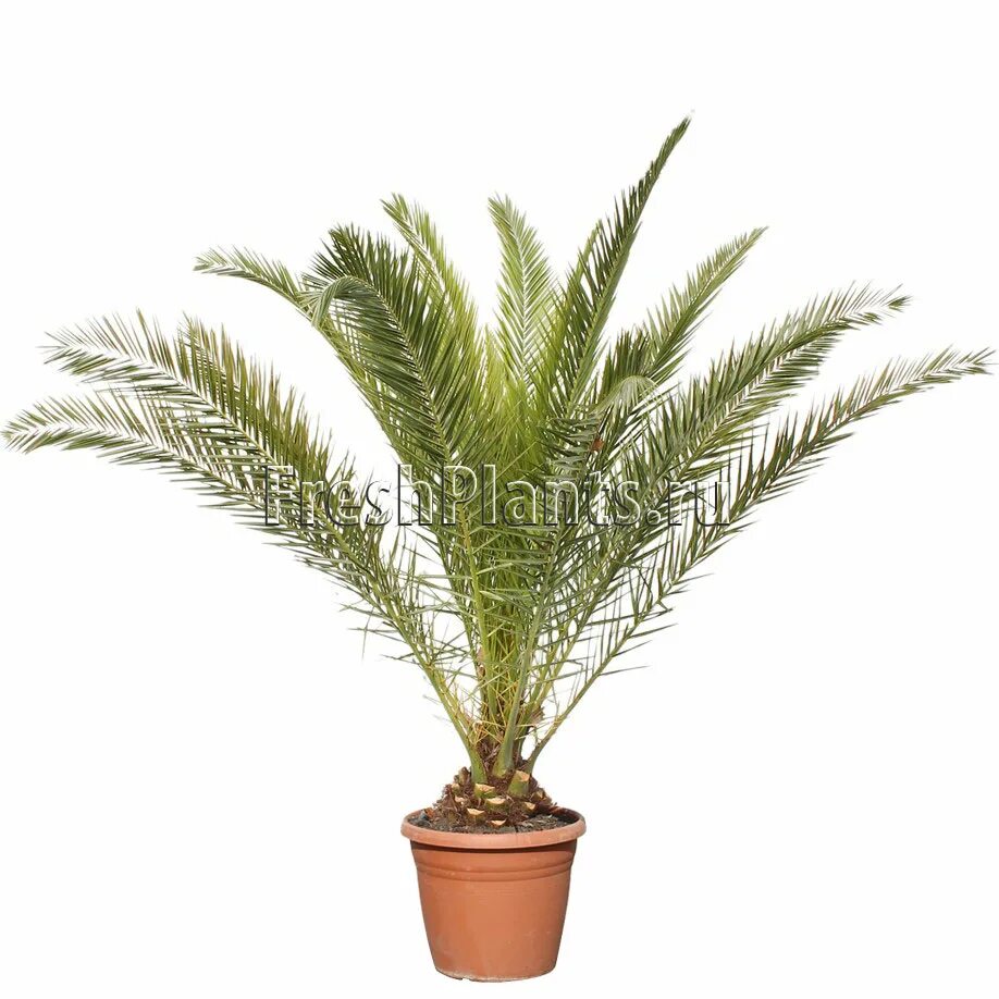 Финиковая пальма в горшке. Финики канарские растение. Финик луксор. Луксор финиковая пальма. Гавриш финик канарский луксор.