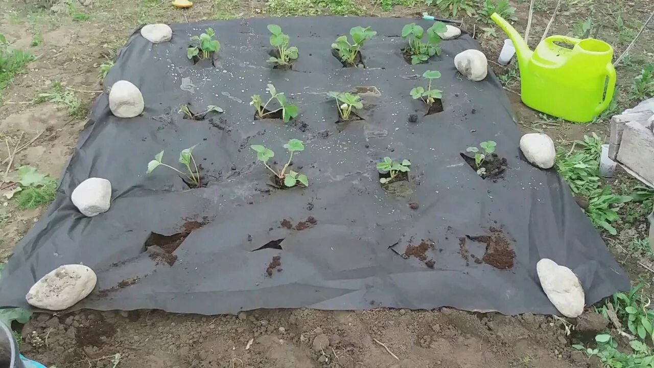 Агроткань для клубники. Как садить под укрывной материал. Клубника садовая агроткань. Мульчирующая агроткань. Как садить под укрывной материал.