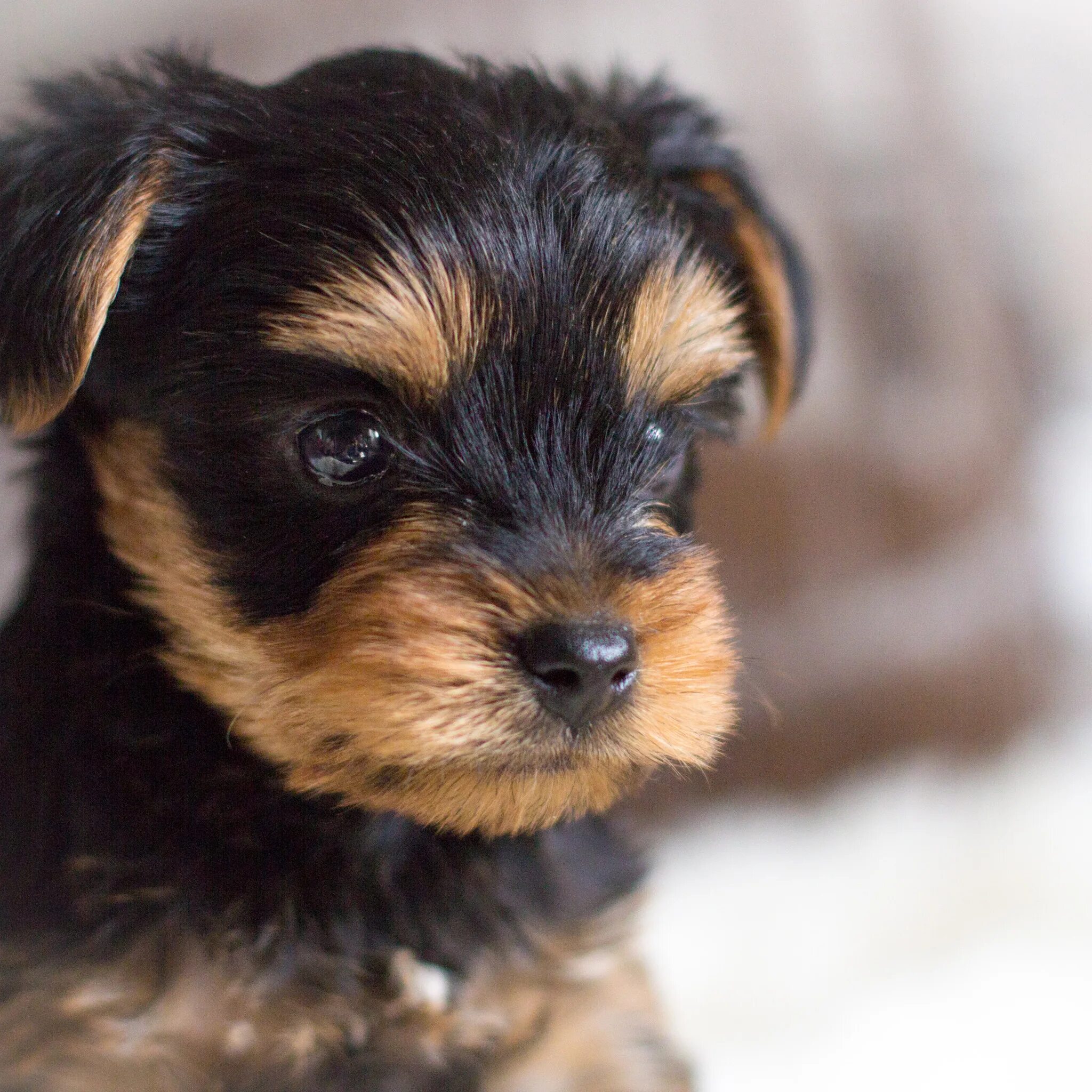 Radford Yorkshire Terriers ***-***-**** Yorkshire terrier puppies, Yorkshire ter