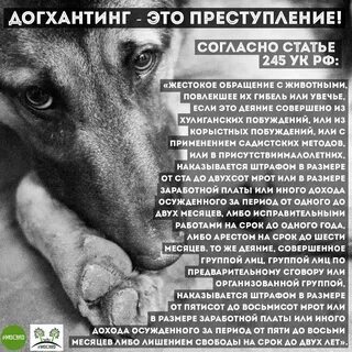 Служба по контролю за безнадзорными