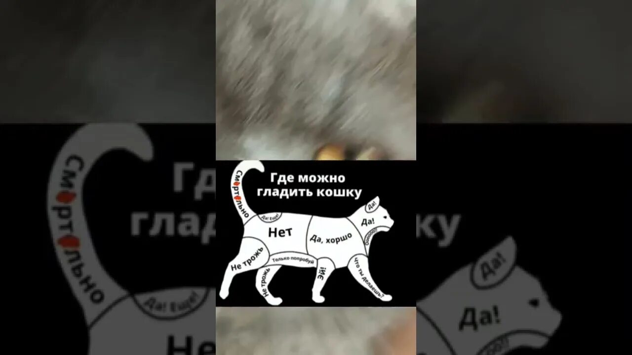 Как гладить кота. Где можно гладить кошку. как гладить кошку. гладить кошку на английском. где лучше всего гладить кошку.