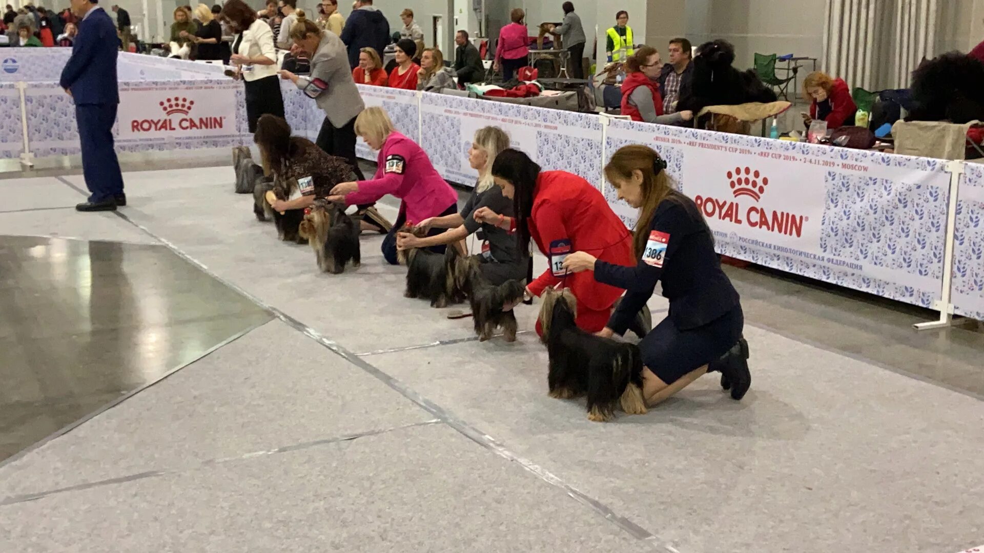 Интернациональная выставка собак САСИБ 2019. На выставке собак. Выставка собак Россия. FCI выставка.