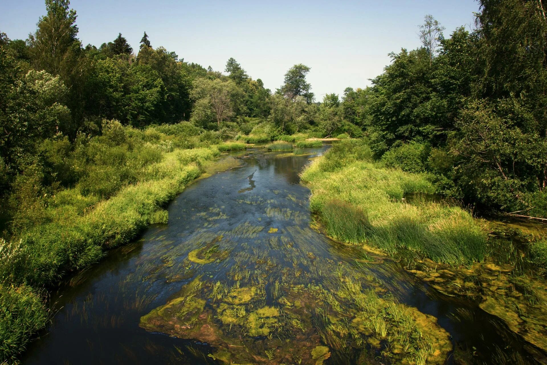 Растения реки медведица. Растения реки дона. Река медведица тверская область. Растения реки медведицы. Растения реки медведицы.