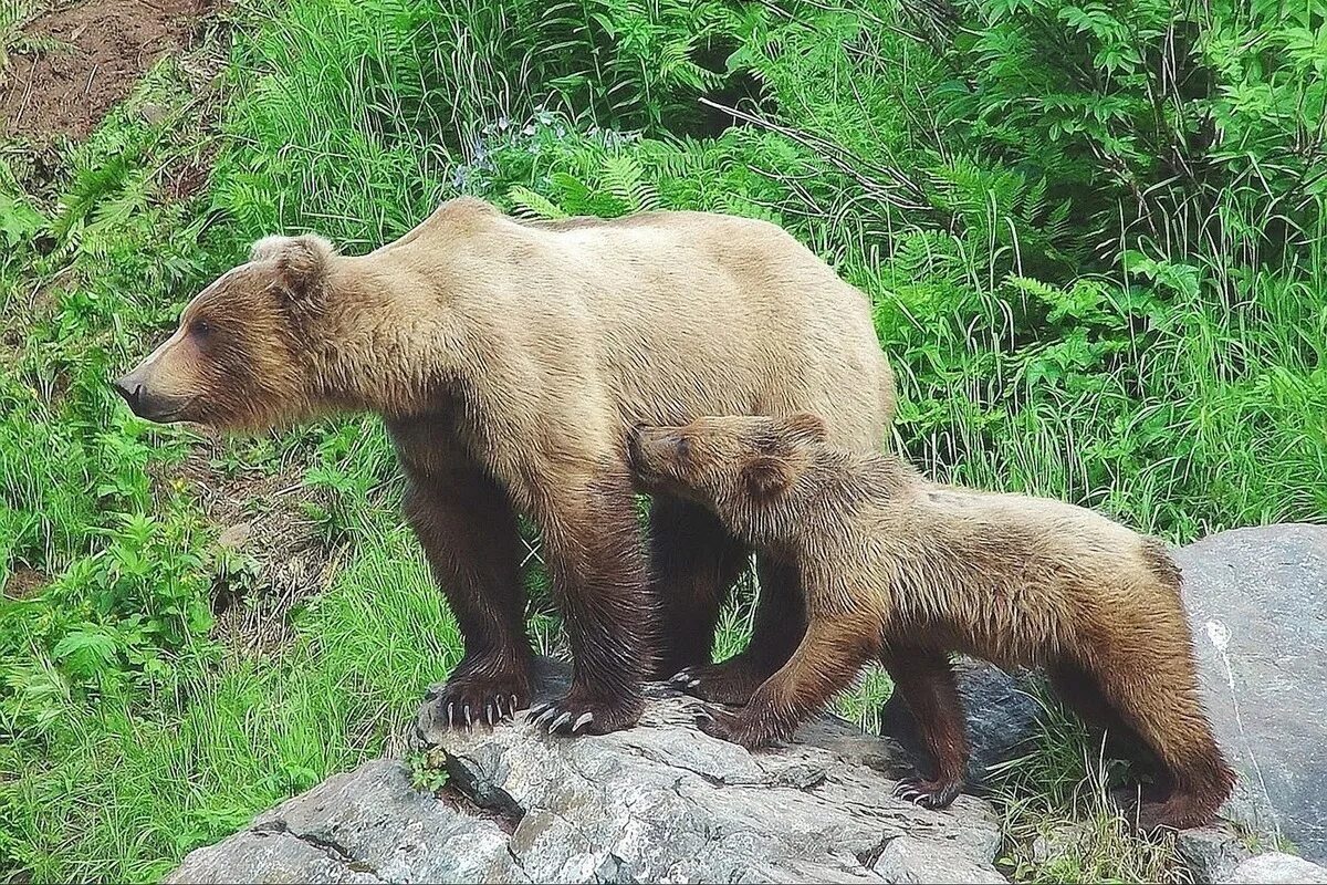 Медведица с медвежатами. Медведь в Забайкалье. Бурые медведи в дикой природе. Медведица с медвежатами фото.