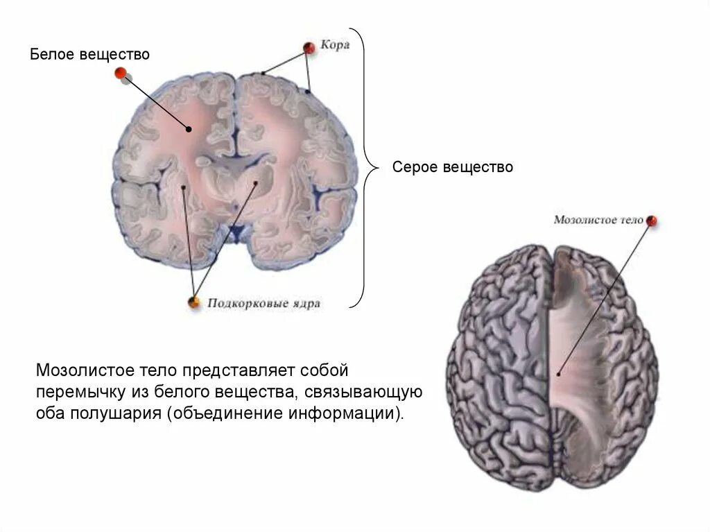 Полушария соединяет между собой. Мозолистое вещество мозга. Мозолистое тело мозга между полушариями. Серое вещество полушарий мозга. Мозолистое тело, белое вещество и серое вещество.