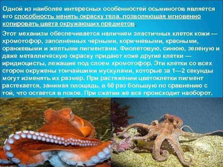 Способ передвижения головоногих моллюсков. Моллюски изменение окраски тела. характеристика головоногих. органы чувств осьминога. головоногие характеристика кратко.