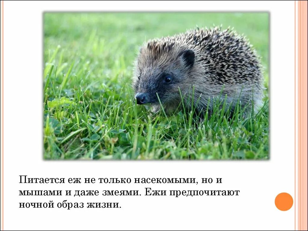 Информация о ежах