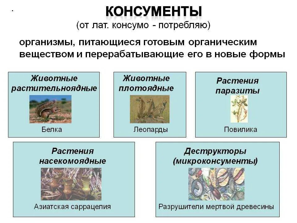 Консументы 2 порядка характерные особенности. Консументы. Консументы примеры. Паразитические организмы консументы. Животные консументы.