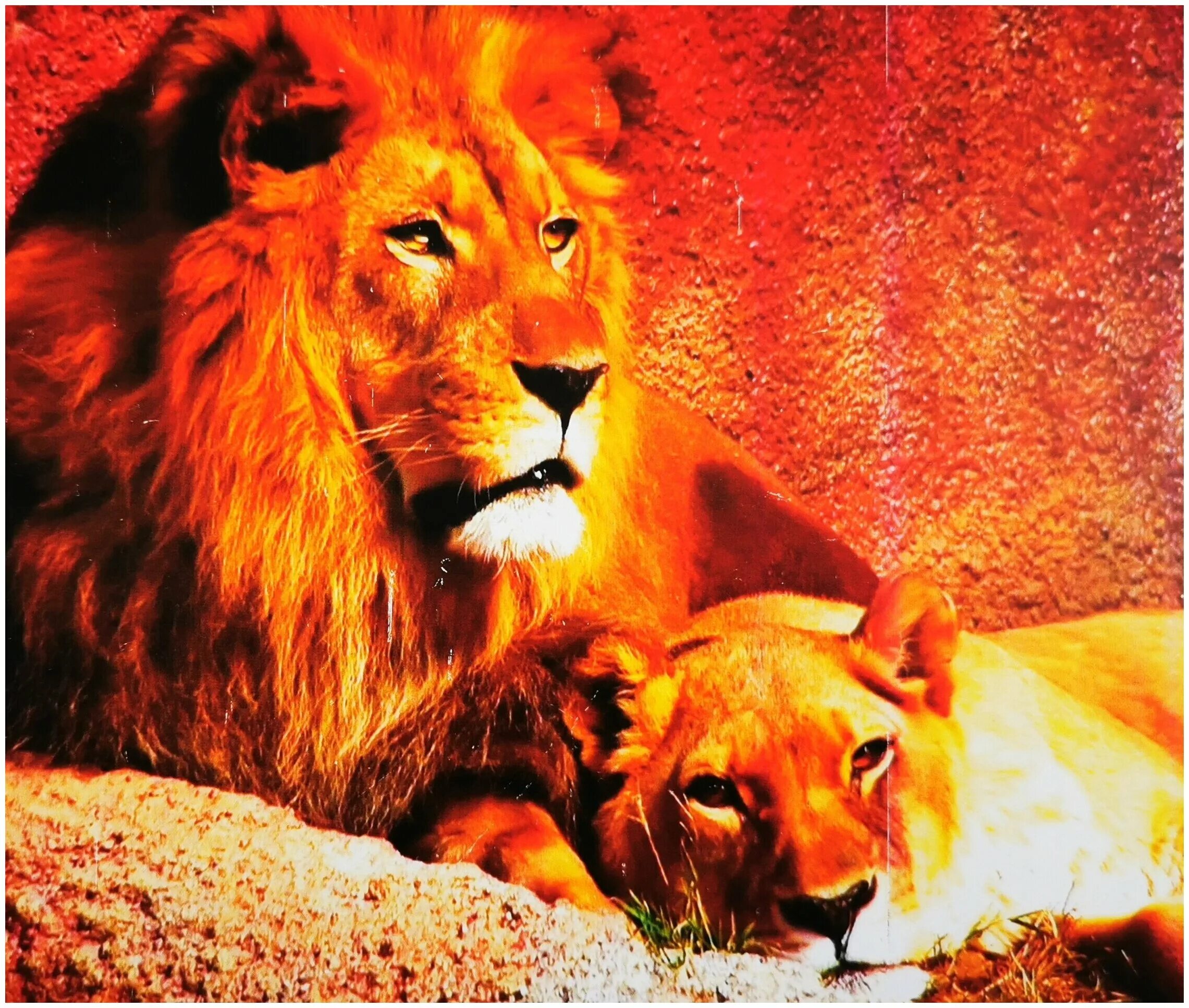 лучший мужчина лев. знак зодиака лев. статусы про льва и львицу. верность львы. львы страсть.