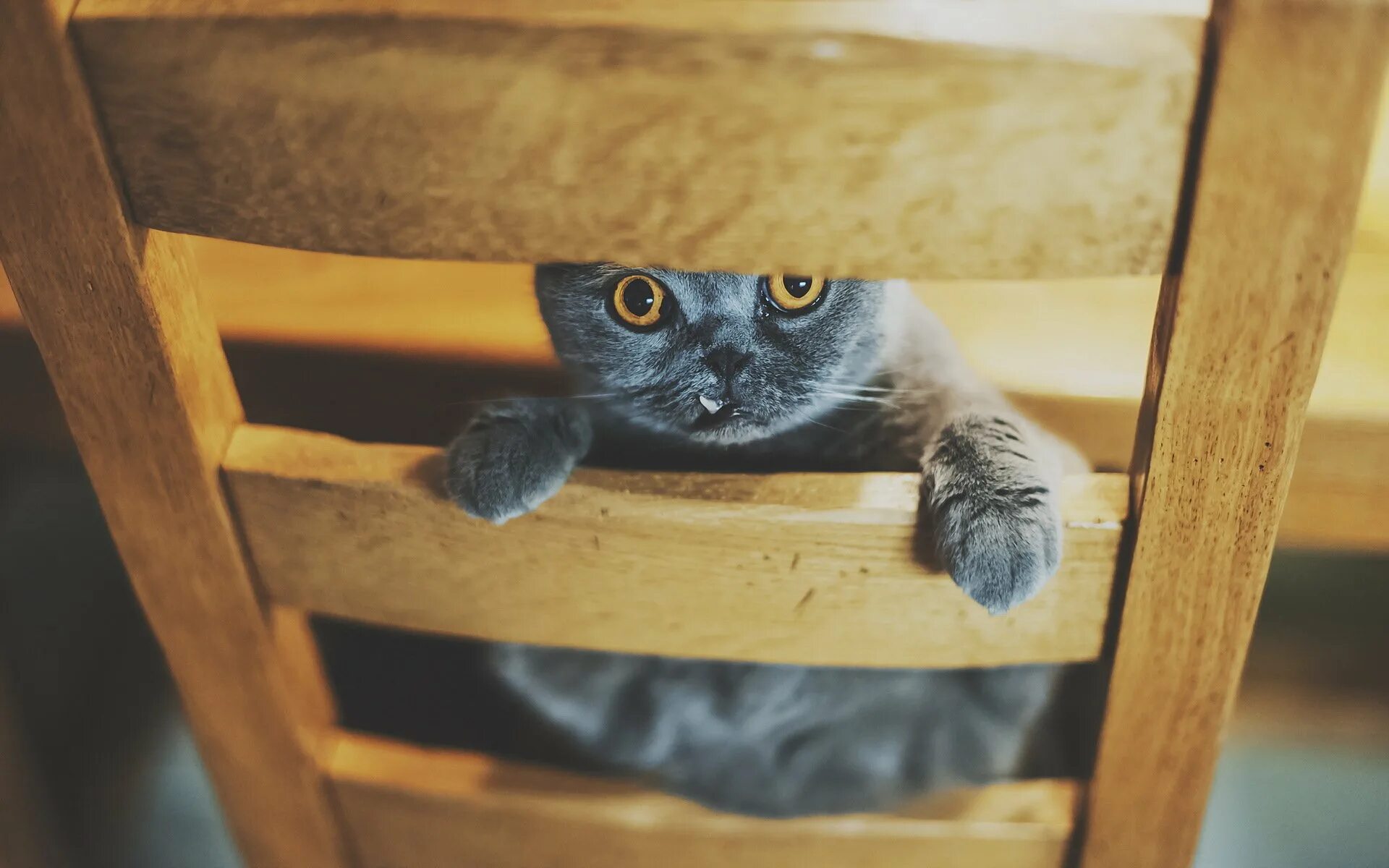 Котенок под столом. Обои на рабочий стол кошки. Котята на рабочий стол. Кошка выглядывает. Стол кошечка