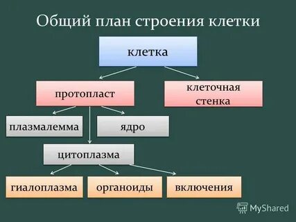 Общий план строения это