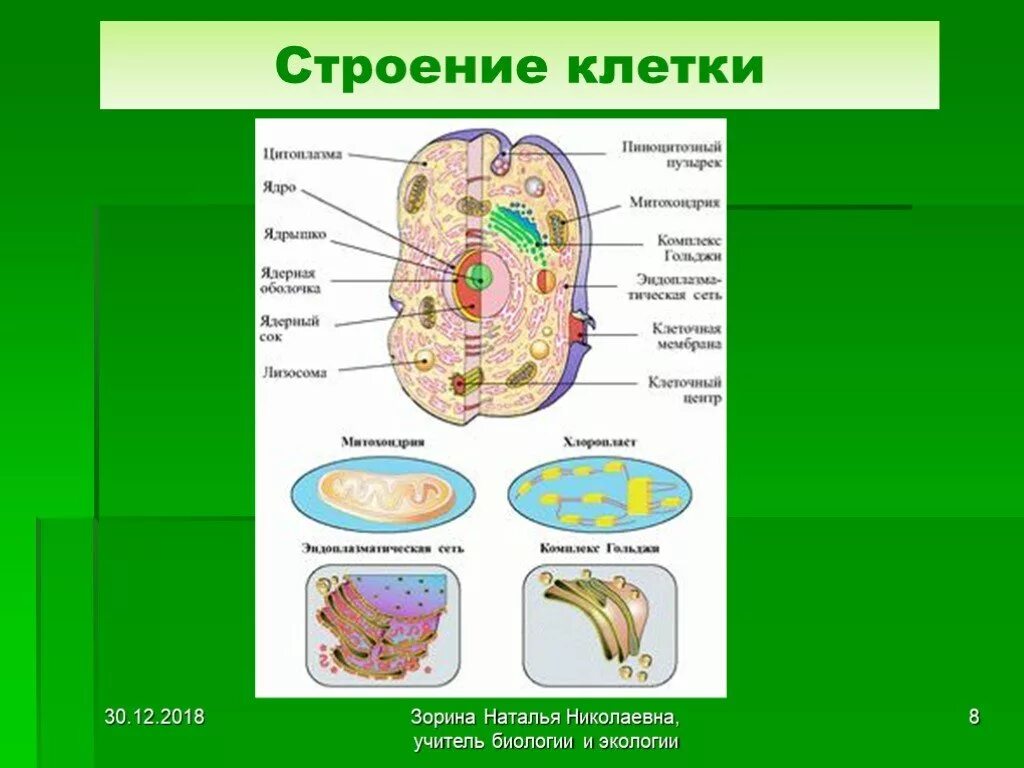 Строение 8. Клетка основа строения и роста живых организмов. Клетка биология строение. Тема строение клетки. Основы строения клетки.