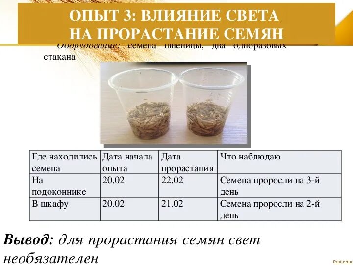 Лабораторная работа условия прорастания семян. Влияние света на прорастание семян опыт. Эксперимент по всхожести семян. Опыт по биологии прорастание семян. Влияние света на прорастание семян фасоли.