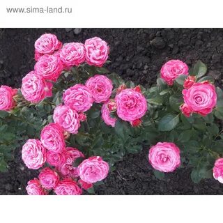 Алл фор