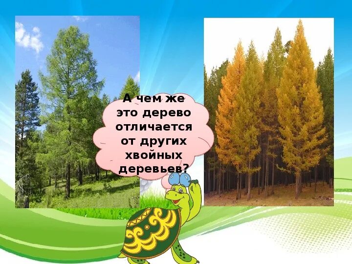 Презентация к уроку что такое хвоинки. Окружающий мир 1 класс урок на тему что такое хвоинки.
