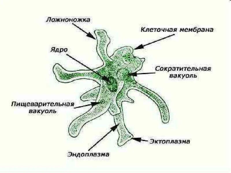 Переваривание пищи у амебы происходит в. Ядро амебы обыкновенной. строение простейшего амёбы. ложноножки у амёбы. ложноножки строение.