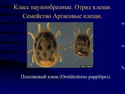 Систематика клещей