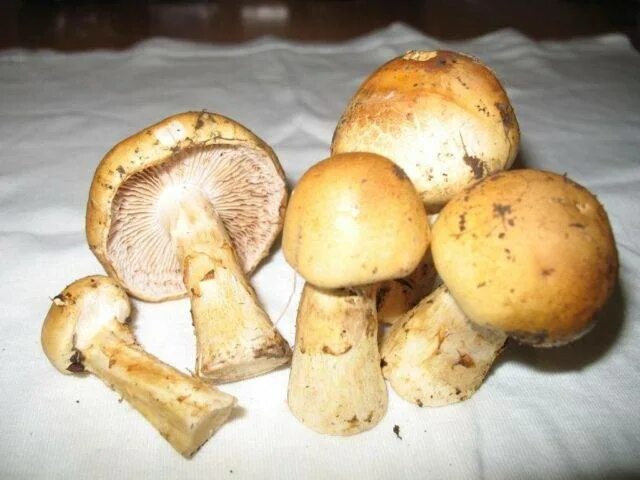 Желтый паутинник: 3 главных особенности ароматного гриба