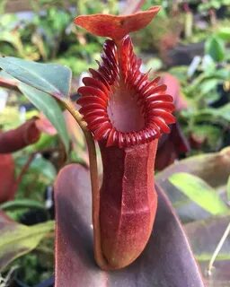 Rare plants