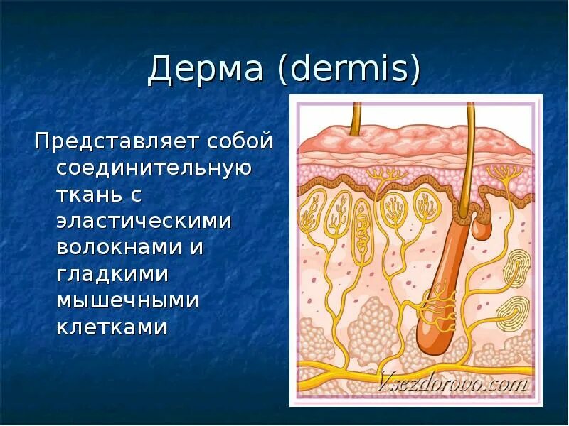 Какая структура дермы образована этой тканью. Строение кожи презентация. Сосочковый и сетчатый слой кожи. Дерма презентация. Строение кожи рисунок.