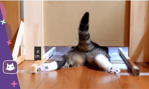 Как проходят коты
