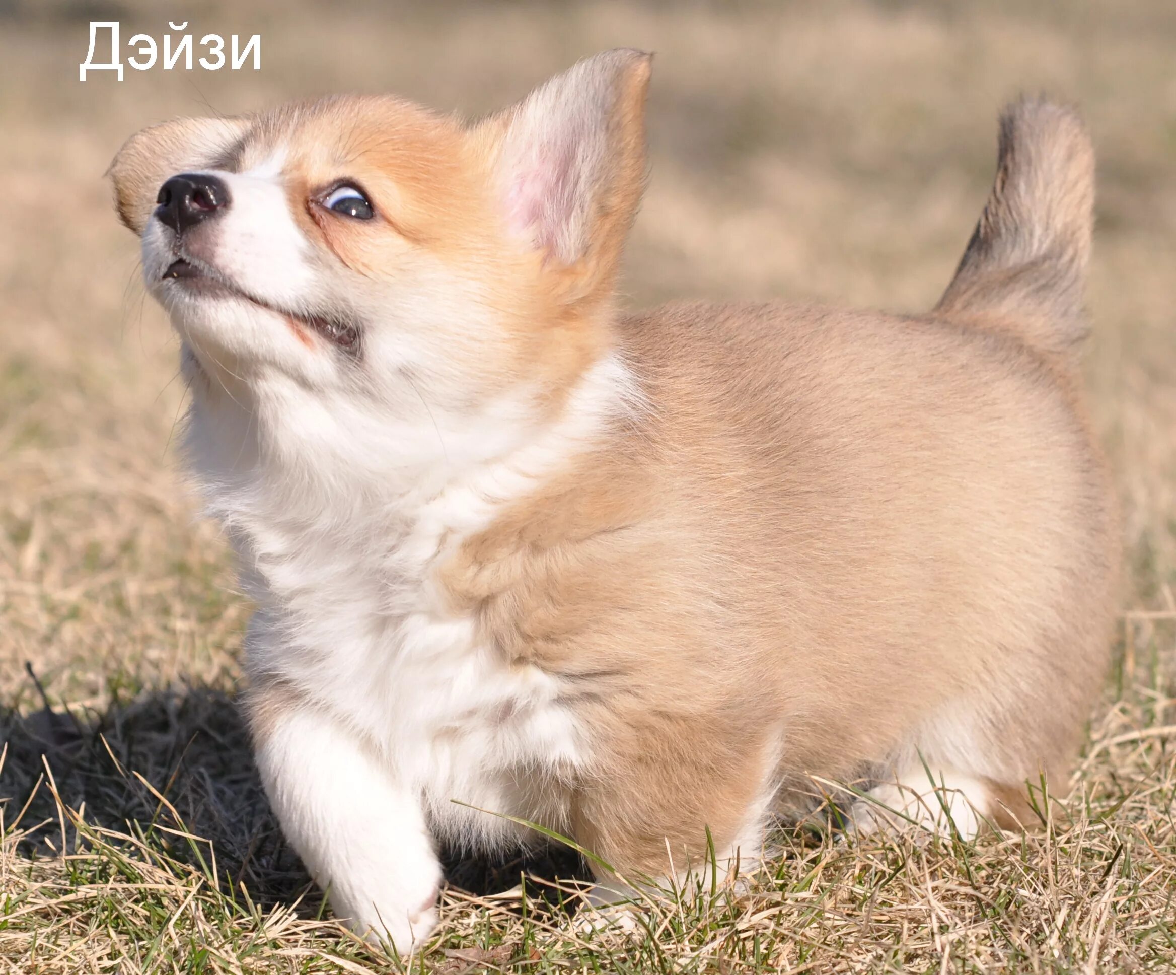 Купить щенка корги в спб. Карликовый корги. Щенок корги. Вельш корги бежевый. Терьер и корги щенки.