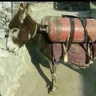 Үлкен есек фото