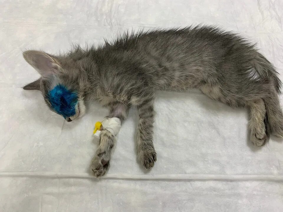 Шёрстка или шерстка. Шерстка у котенка тире. Шерстка у котенка тире. Живой комочек котёнок. Кошачий стригущий лишай.